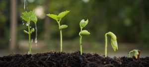 Growing Plants