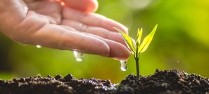 Watering Plant